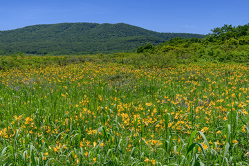 雄国沼のニッコウキスゲの群生