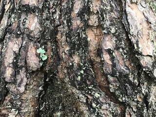 Tree bark