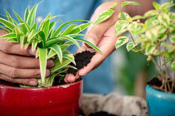 Using used coffee grounds as fertilizer