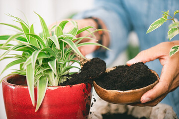 Using used coffee grounds as fertilizer