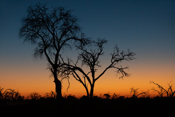 Fototapeta na wymiar idyllic calm sunset with tree silhouette in front, Moremi Game reserve, Okavango Delta, Africa wilderness