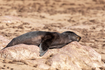 resting brown fur seal, african carnivore in one of biggest colony in Cape Cross, Namibia safari wildlife