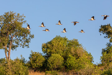 flying flock of bird Egyptian goose, Chobe river, Botswana Africa wildlife