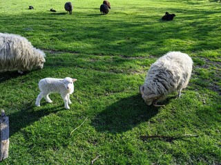 sheep and lambs