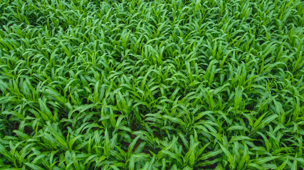 Fototapeta na wymiar Aerial view of corn field by drone ( top view). Horizontal view in perspective.