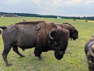 american buffalo in the field