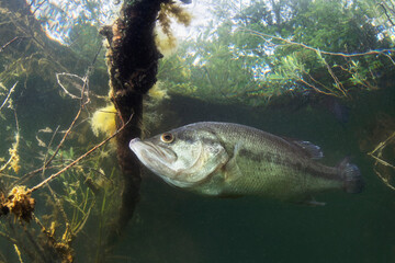 Underwater picture of a frash water fish Largemouth Bass (Micropterus salmoides) nature light. Live in the lake. Blackbass. Close up fish photography. - obrazy, fototapety, plakaty