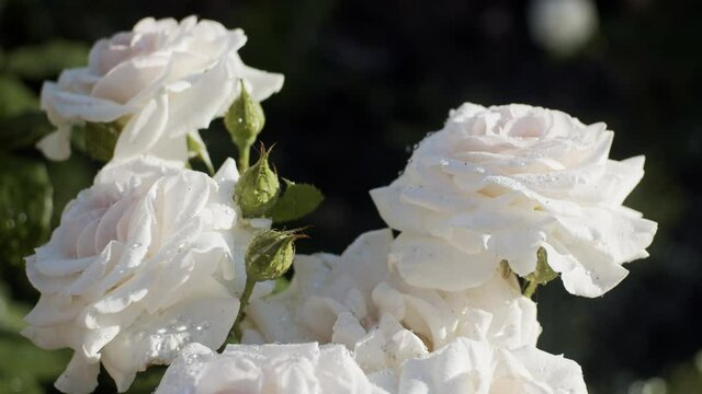 White roses in garden on sunny day after rain, close up, slow motion