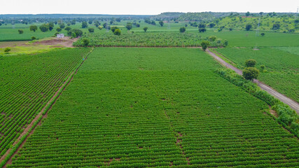 Aerial view of green cotton field