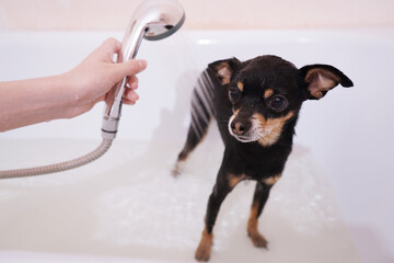 Small black dog Toy Terrier in the shower. Washing and caring for the dog.Close-up,selective focus.