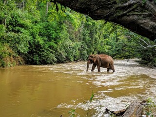 Naklejka na ściany i meble elephant in the river