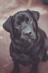 Portrait of a black labrador.  Dog on the street. - 369697021