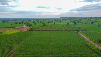 Obraz premium Aerial view of green cotton field