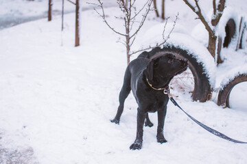 Young black labrador on the street in winter. Puppy for a walk. - 369697054