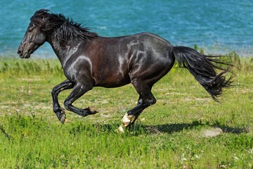 Fototapeta premium Black Stallion Running