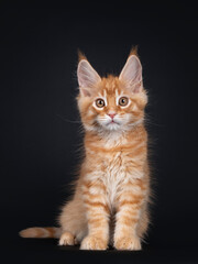 Fototapeta na wymiar Cute red Maine Coon cat kitten sitting up facing forward. Looking alert to camera. Isolated on black background.