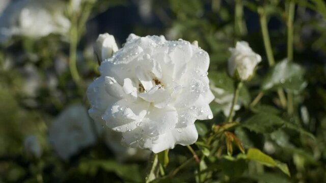 White roses in garden on sunny day, close up, slow motion