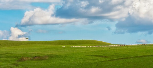A flock of sheep in the hills during summer with blue sky, white clouds, and green pasture 