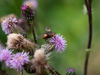 Mouche sur chardon.