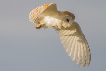 Bird of Prey - Barn Owl in flight with beautiful colours on the feathers