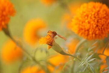dragonfly on a flower