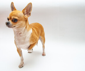chihuahua puppy on white background