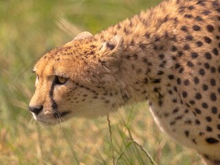 Cheetah stalking it's prey (Acinonyx jubatus)