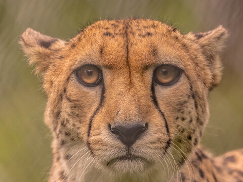 Cheetah stalking it's prey (Acinonyx jubatus)