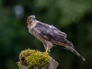Bird of Prey - Sparrowhawk (Accipiter nisus), also known as the northern sparrowhawk or the sparrowhawk sitting on a trunk covered in moss.