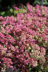 Fototapeta premium colorful Hylotelephium ewersii blooming on a sunny day in the botanical garden