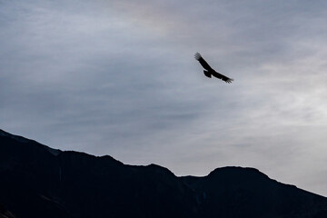 Fototapeta na wymiar Andean condor