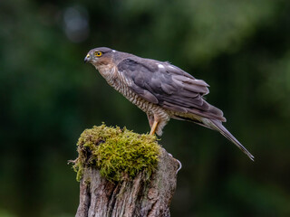 Bird of Prey - Sparrowhawk (Accipiter nisus), also known as the northern sparrowhawk or the sparrowhawk sitting on a trunk covered in moss.