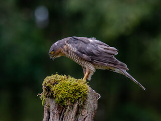 Fototapeta premium Bird of Prey - Sparrowhawk (Accipiter nisus), also known as the northern sparrowhawk or the sparrowhawk sitting on a trunk covered in moss.
