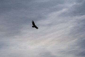 Andean condor