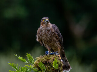 Bird of Prey - Sparrowhawk (Accipiter nisus), also known as the northern sparrowhawk or the sparrowhawk sitting on a trunk covered in moss.