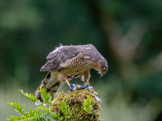Bird of Prey - Sparrowhawk (Accipiter nisus), also known as the northern sparrowhawk or the sparrowhawk sitting on a trunk covered in moss.