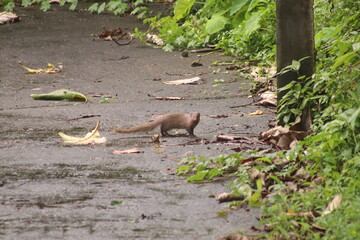 squirrel in the forest