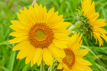 sunflower 2830 MO 082016