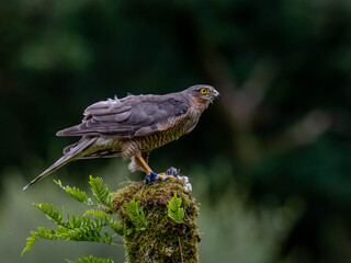 Bird of Prey - Sparrowhawk (Accipiter nisus), also known as the northern sparrowhawk or the sparrowhawk sitting on a trunk covered in moss.