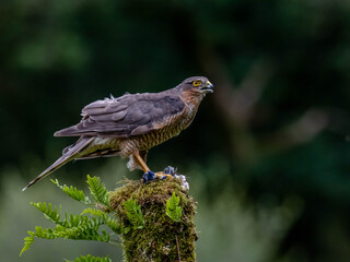 Bird of Prey - Sparrowhawk (Accipiter nisus), also known as the northern sparrowhawk or the sparrowhawk sitting on a trunk covered in moss.
