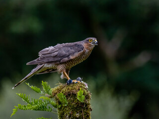 Bird of Prey - Sparrowhawk (Accipiter nisus), also known as the northern sparrowhawk or the sparrowhawk sitting on a trunk covered in moss.