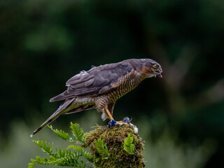 Obraz premium Bird of Prey - Sparrowhawk (Accipiter nisus), also known as the northern sparrowhawk or the sparrowhawk sitting on a trunk covered in moss.