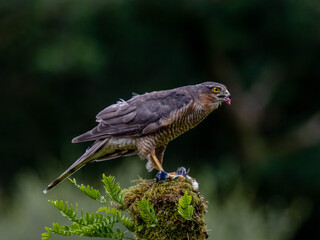 Bird of Prey - Sparrowhawk (Accipiter nisus), also known as the northern sparrowhawk or the sparrowhawk sitting on a trunk covered in moss.