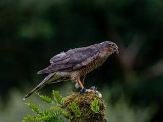 Bird of Prey - Sparrowhawk (Accipiter nisus), also known as the northern sparrowhawk or the sparrowhawk sitting on a trunk covered in moss.