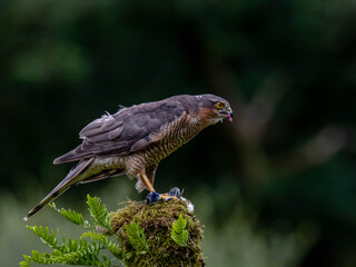 Bird of Prey - Sparrowhawk (Accipiter nisus), also known as the northern sparrowhawk or the sparrowhawk sitting on a trunk covered in moss.