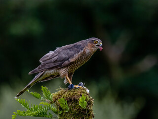 Bird of Prey - Sparrowhawk (Accipiter nisus), also known as the northern sparrowhawk or the sparrowhawk sitting on a trunk covered in moss.
