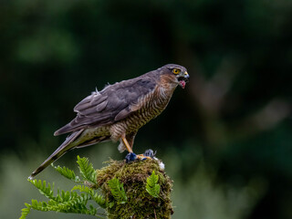 Bird of Prey - Sparrowhawk (Accipiter nisus), also known as the northern sparrowhawk or the sparrowhawk sitting on a trunk covered in moss.