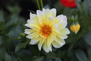 one yellow flower in the garden
