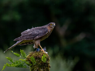 Bird of Prey - Sparrowhawk (Accipiter nisus), also known as the northern sparrowhawk or the sparrowhawk sitting on a trunk covered in moss.