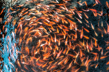 Special spa fish At Madu River In Sri Lanka